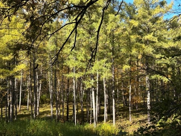 trees surrounding The Eloise at Wirth on the Woods are thousands of trees that were planted decades ago by students from St. Margaret’s Academy