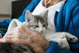 A gray and white cat rests on an elderly persons lap, wrapped in a towel and blue sweater.