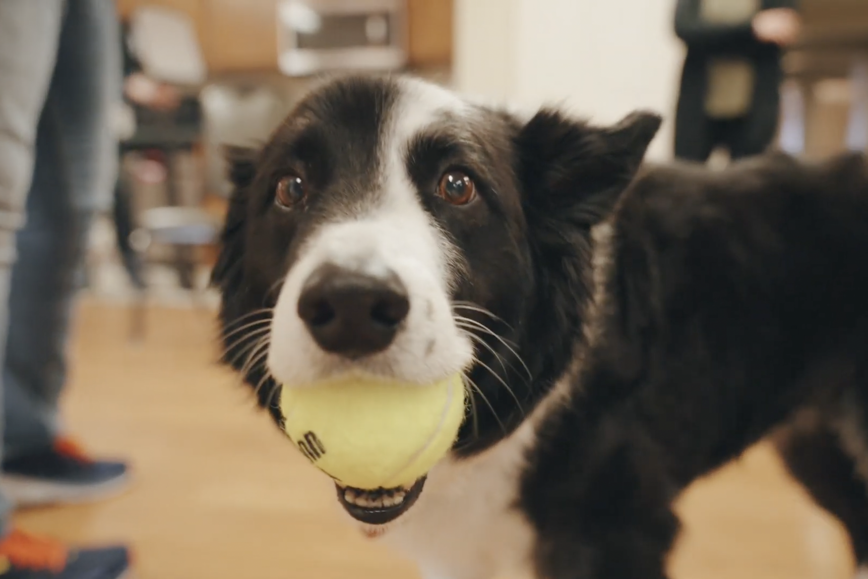A black and white therapy dog indoors holding a tennis ball in its mouth and looking at the camera.