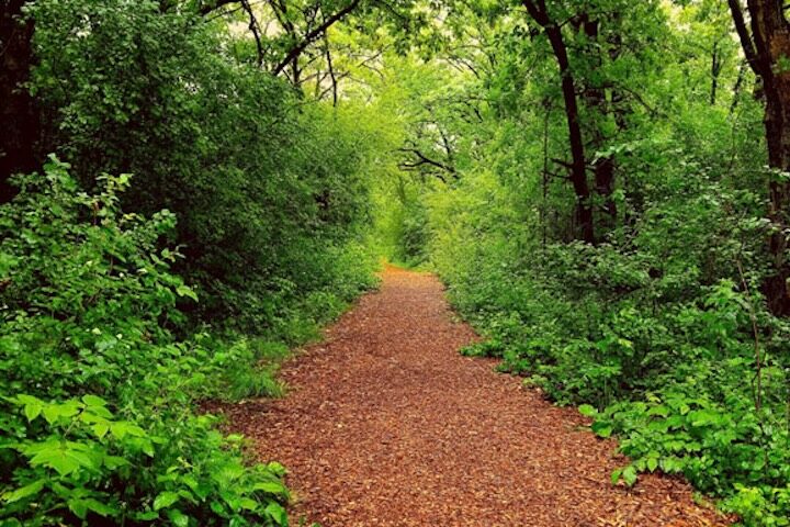 A walking trail covered in wood chips disappears into a lush, green forest.