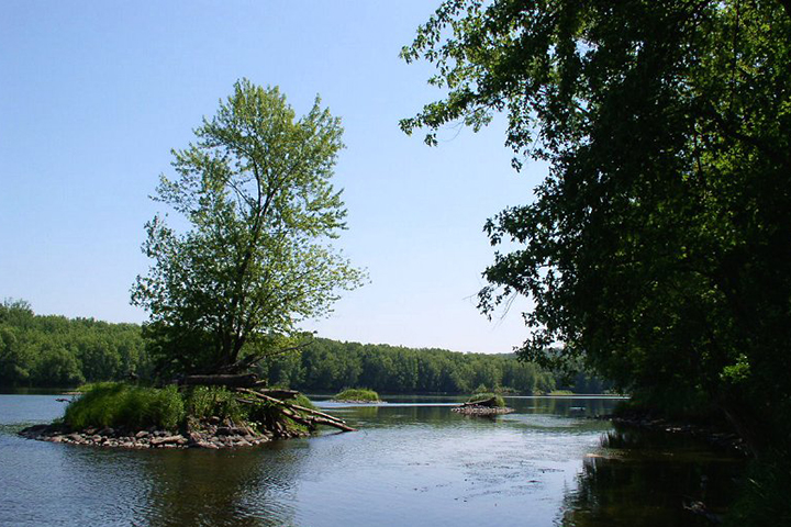 View of a small island in a river lined by large green trees.