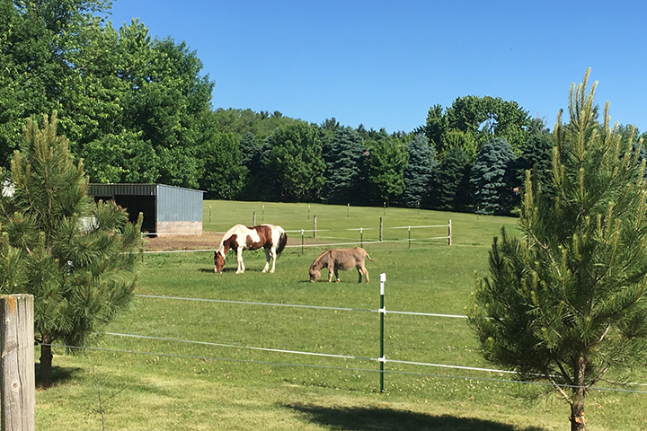 Two horses graze on the grass of a fenced-in pasture surrounded by mature trees.